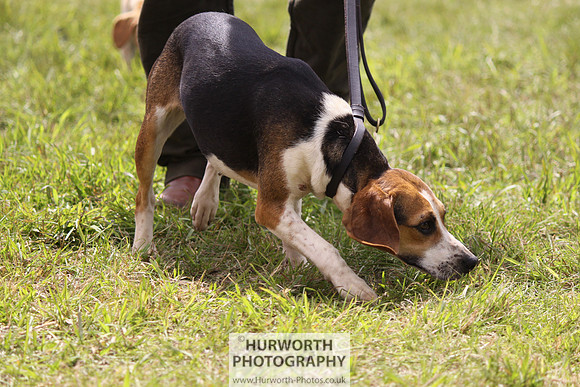Sedgefield Game Fair 139