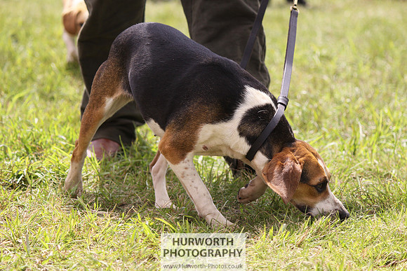 Sedgefield Game Fair 140