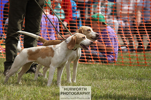 Sedgefield Game Fair 141
