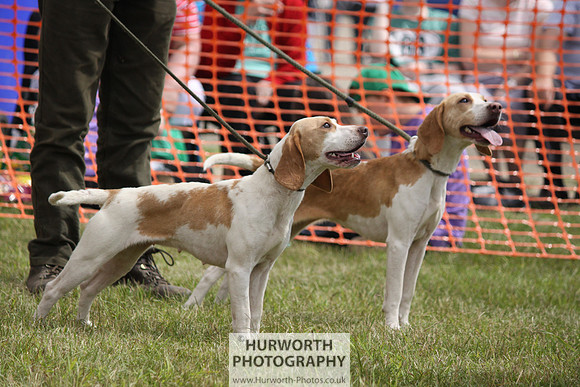 Sedgefield Game Fair 142