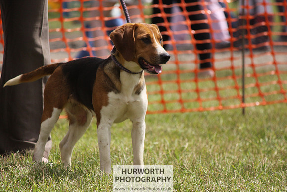 Sedgefield Game Fair 144