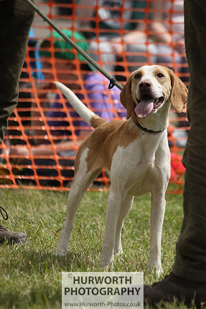 Sedgefield Game Fair 146