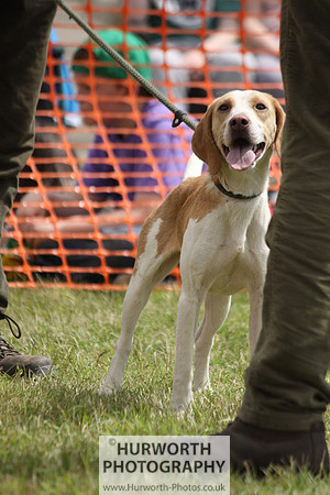 Sedgefield Game Fair 147