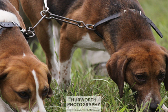 Sedgefield Game Fair 155