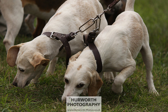 Sedgefield Game Fair 156