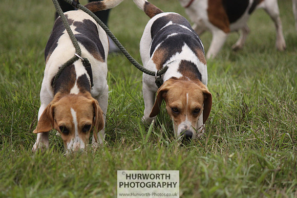 Sedgefield Game Fair 158