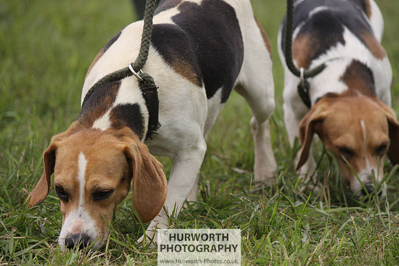 Sedgefield Game Fair 159