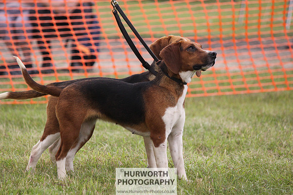 Sedgefield Game Fair 162