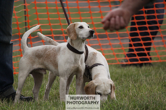 Sedgefield Game Fair 165