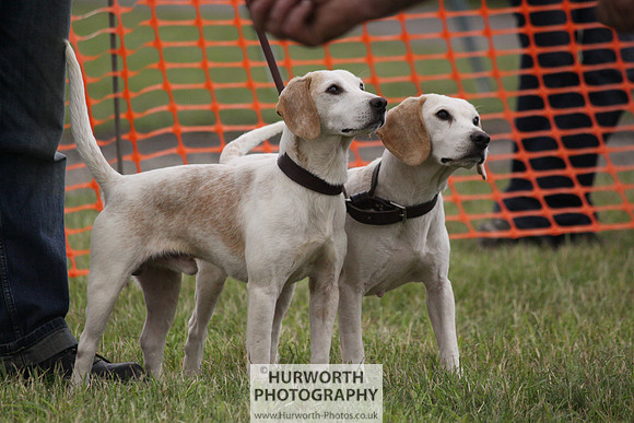 Sedgefield Game Fair 166
