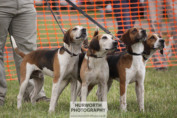 Sedgefield Game Fair 172