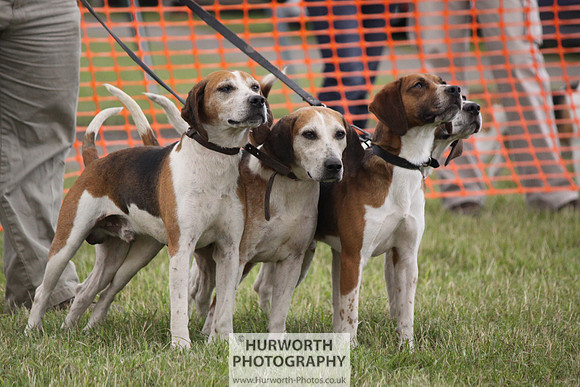 Sedgefield Game Fair 173