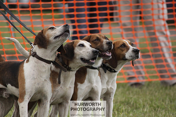 Sedgefield Game Fair 174
