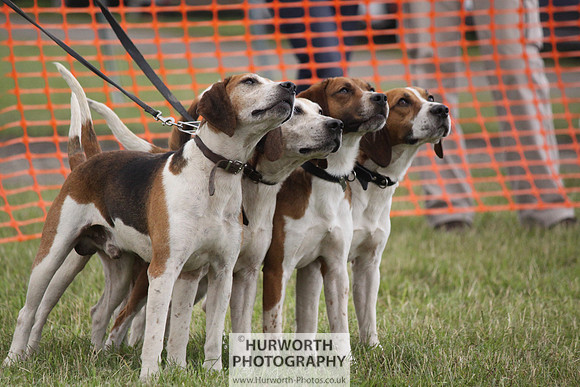 Sedgefield Game Fair 177