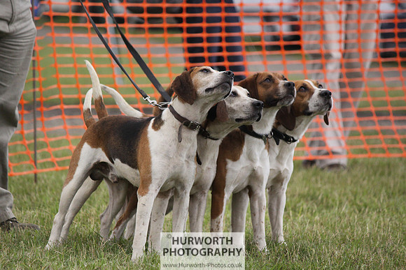 Sedgefield Game Fair 178