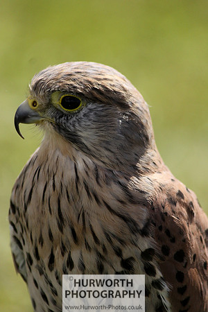 Sedgefield Game Fair 013