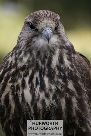 Sedgefield Game Fair 014