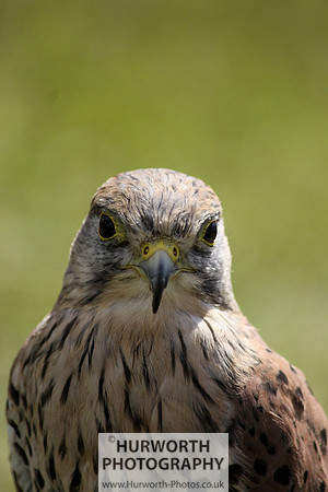 Sedgefield Game Fair 012