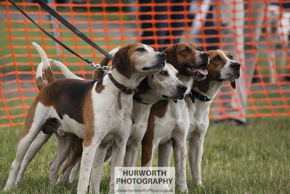 Sedgefield Game Fair 179