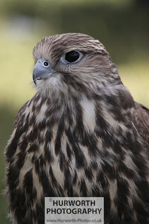 Sedgefield Game Fair 015