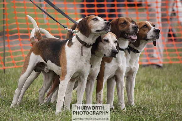 Sedgefield Game Fair 180