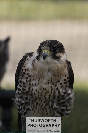 Sedgefield Game Fair 016