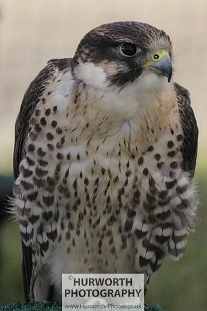 Sedgefield Game Fair 017