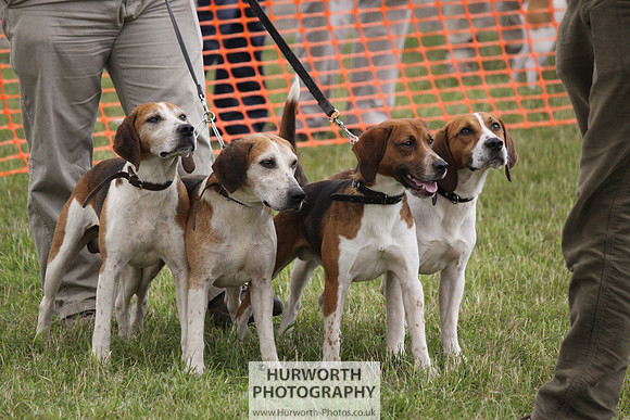 Sedgefield Game Fair 181