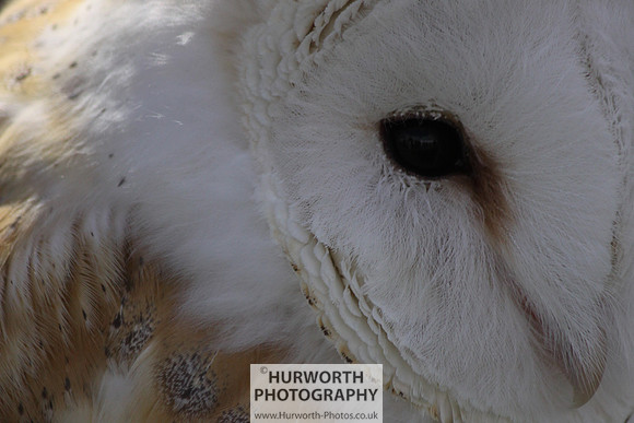 Sedgefield Game Fair 018
