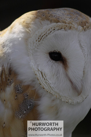 Sedgefield Game Fair 019