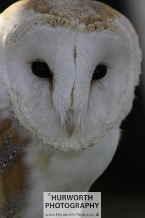Sedgefield Game Fair 020