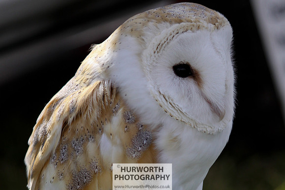 Sedgefield Game Fair 022