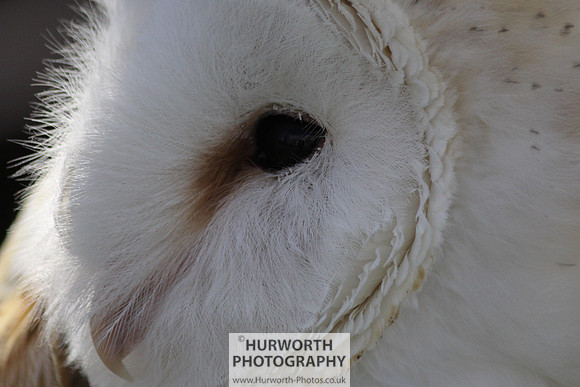 Sedgefield Game Fair 023