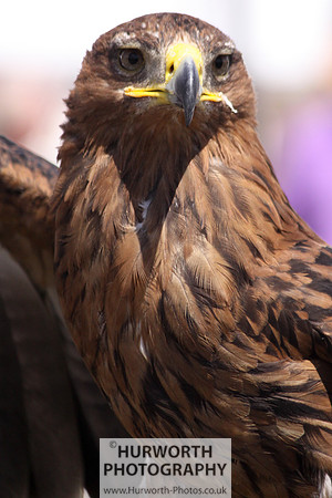 Sedgefield Game Fair 001
