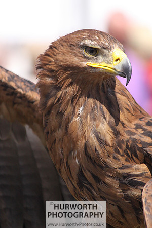 Sedgefield Game Fair 002