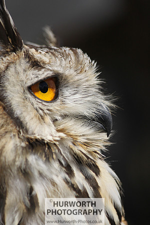 Sedgefield Game Fair 003