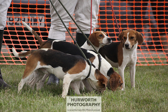 Sedgefield Game Fair 186