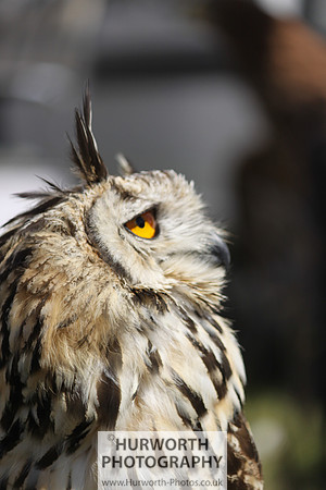 Sedgefield Game Fair 006