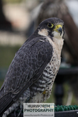 Sedgefield Game Fair 007