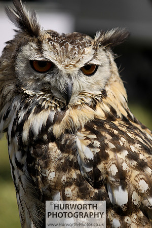 Sedgefield Game Fair 008
