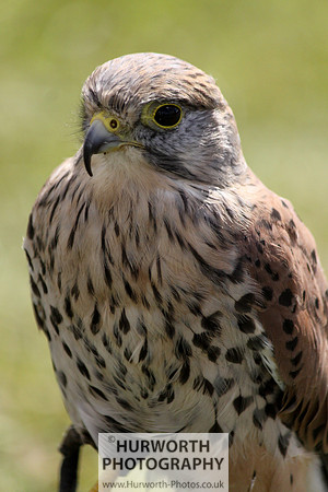 Sedgefield Game Fair 009