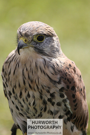 Sedgefield Game Fair 010