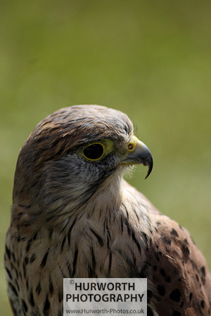 Sedgefield Game Fair 011