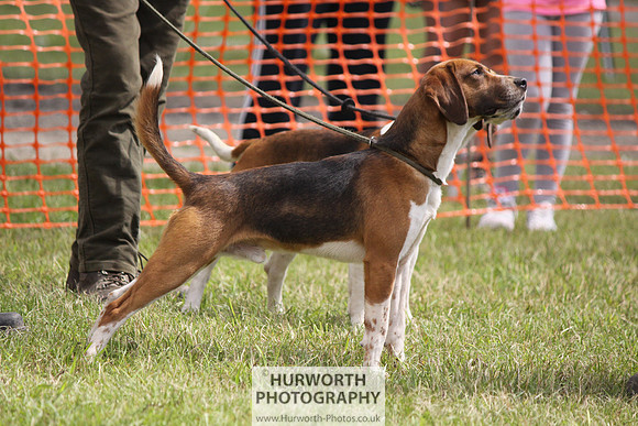 Sedgefield Game Fair 191