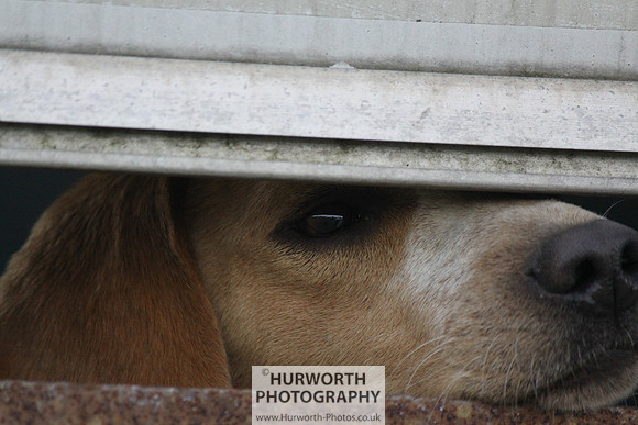 Sedgefield Game Fair 007