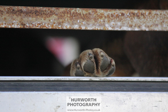 Sedgefield Game Fair 008