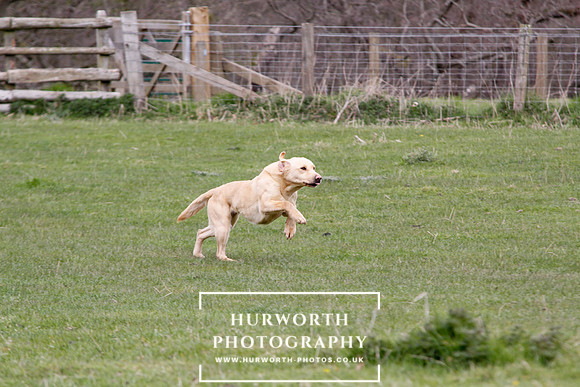 Gundog Photography 150