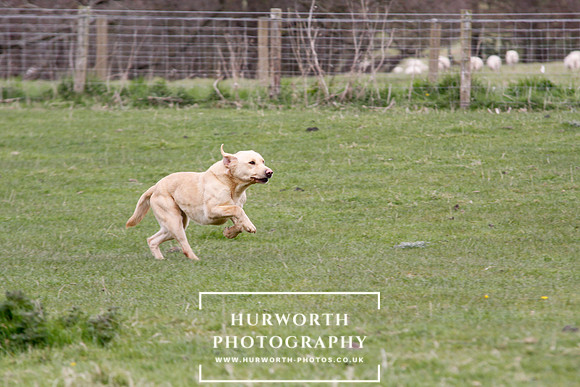 Gundog Photography 151