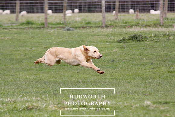 Gundog Photography 152