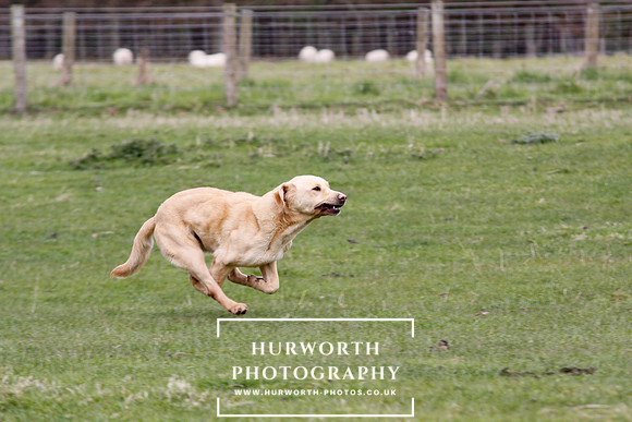 Gundog Photography 153